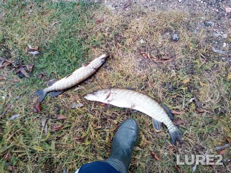 Pike — Polesskiy kanal, Nov 17, 2019