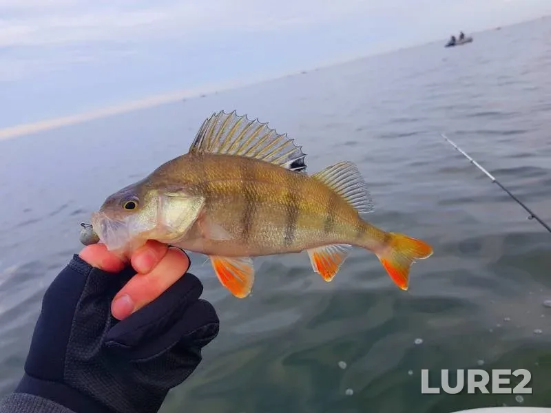 Perch — Malaya Moryanka, Nov 17, 2019