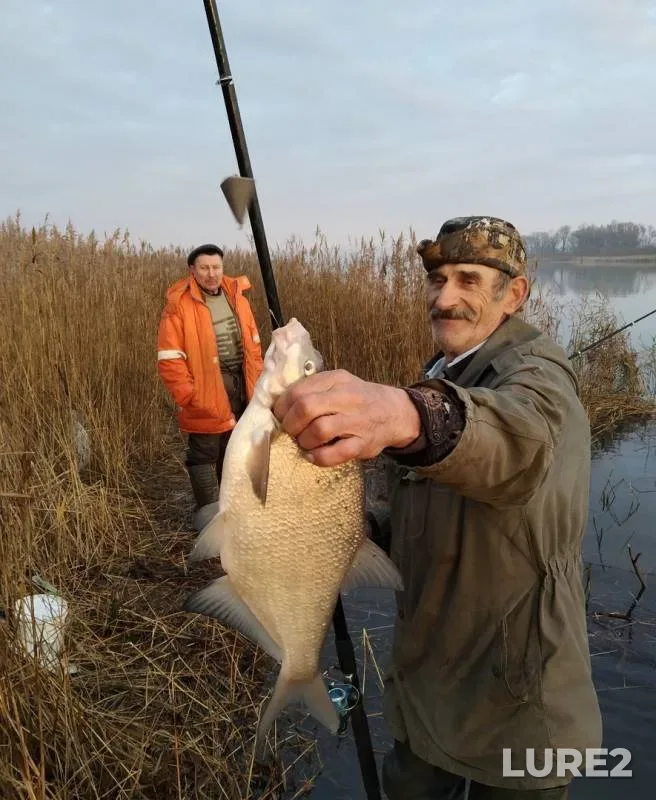 Bream — Kaliningradskaya oblast, Nov 18, 2019