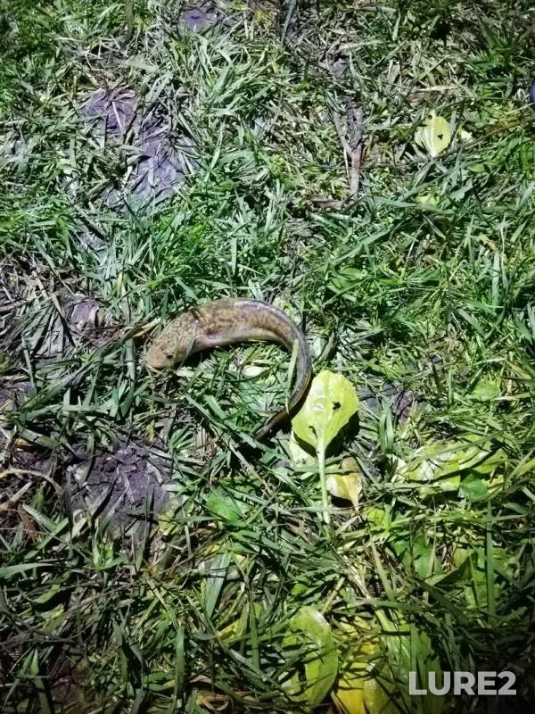 Burbot — Prokhladnaya, Nov 19, 2019