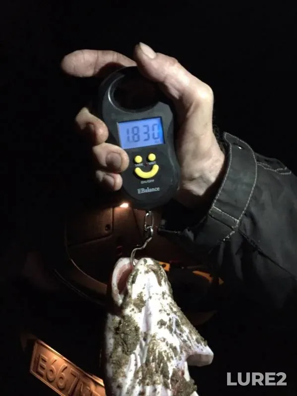 Burbot — Kama, Oct 22, 2019