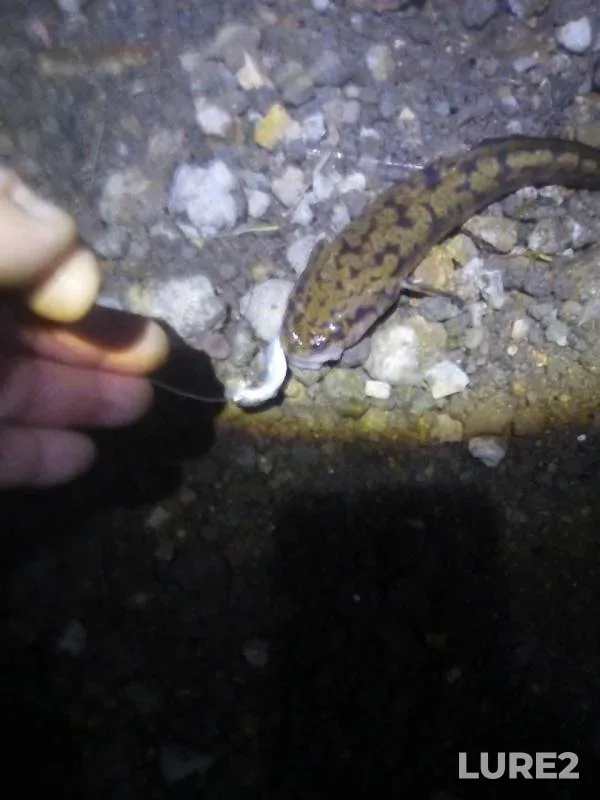 Burbot — Kama, Oct 22, 2019