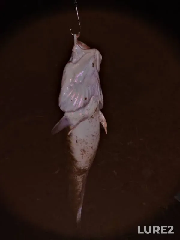 Burbot — Kama, Oct 22, 2019
