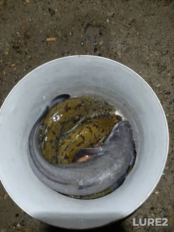 Burbot — Kama, Oct 24, 2019