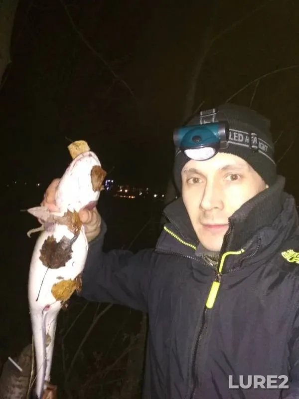 Burbot — Kama, Oct 24, 2019