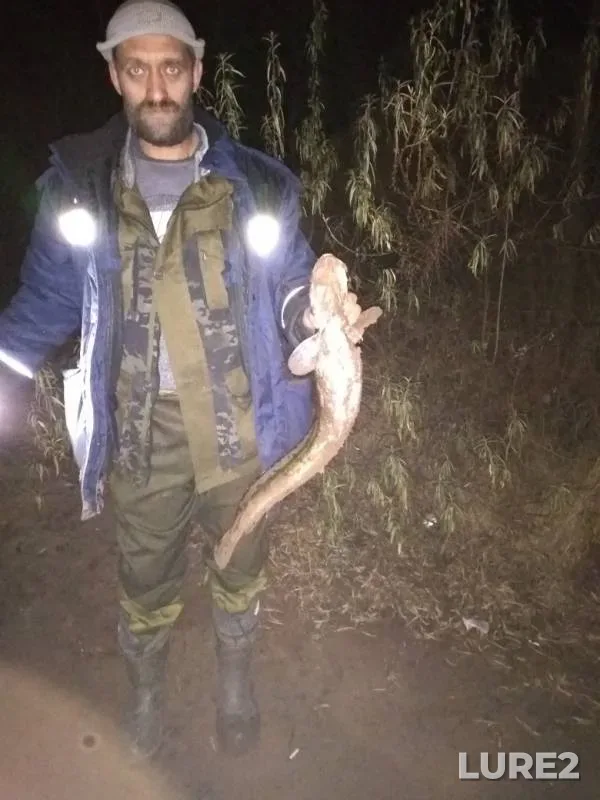 Burbot — Kama, Oct 24, 2019