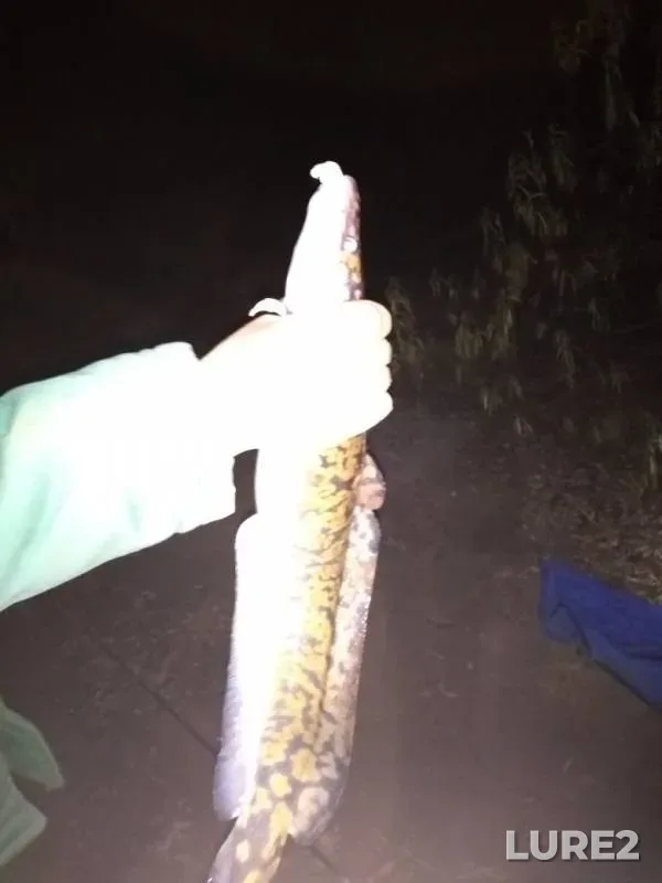 Burbot — Kama, Oct 25, 2019