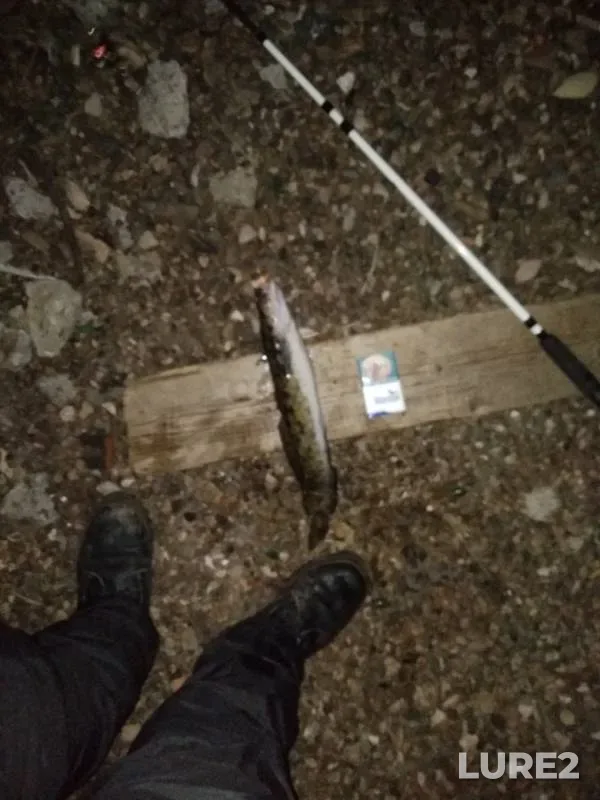 Burbot — Danilikha, Oct 26, 2019