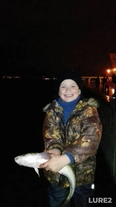 Burbot — Yegoshikha, Oct 27, 2019