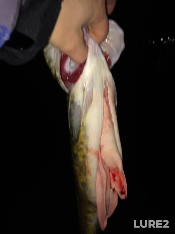 Burbot — Kama, Oct 27, 2019