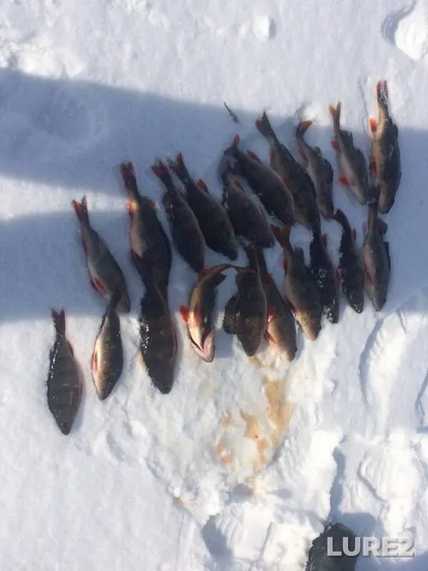 Perch — Krivoye, Mar 18, 2019