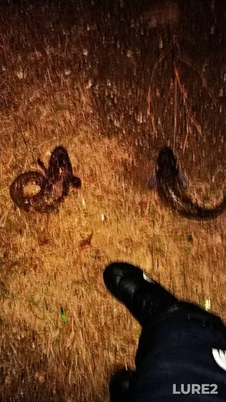 Burbot — Danilikha, Nov 01, 2019