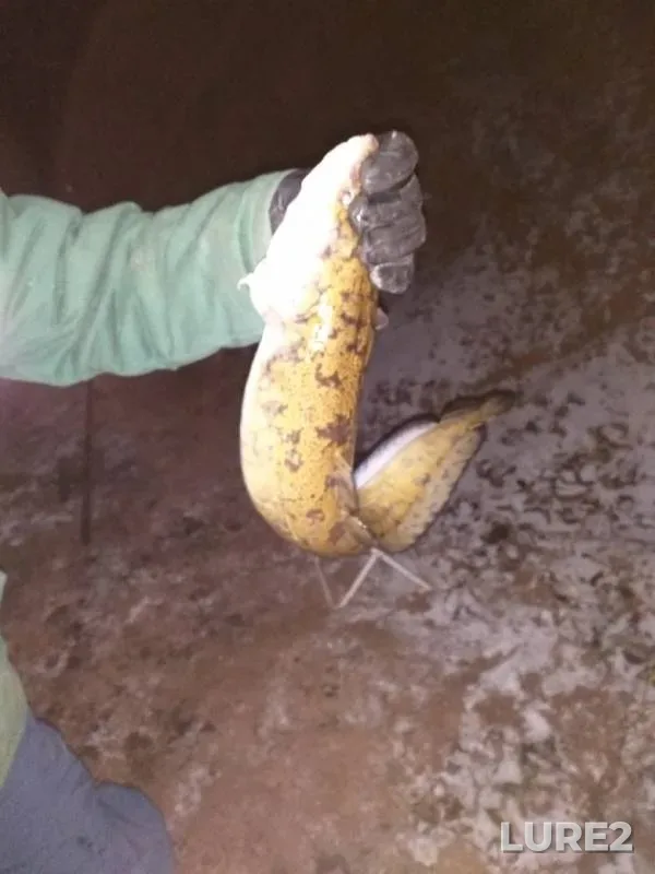 Burbot — Kama, Nov 01, 2019