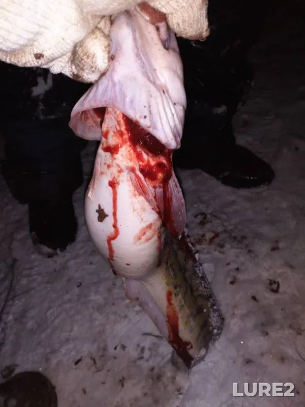 Burbot — Kama, Nov 02, 2019