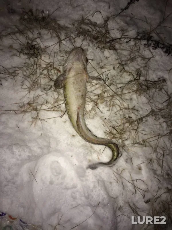 Burbot — Kama, Nov 03, 2019