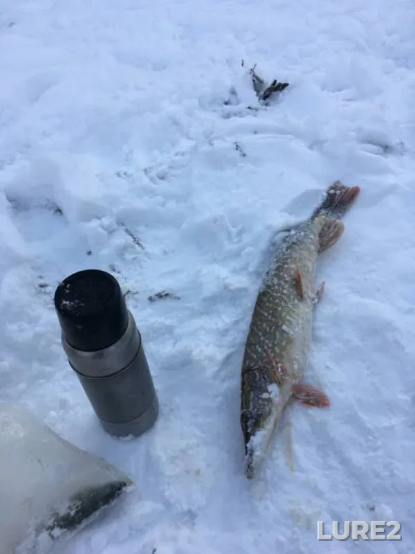 Pike — Sylvenskiy zaliv, Nov 03, 2019
