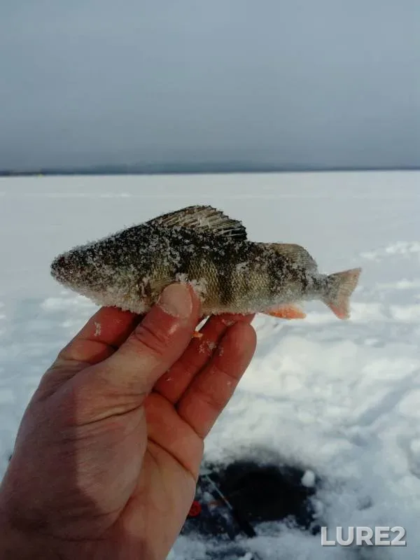 Perch — Irtyash, Mar 02, 2019
