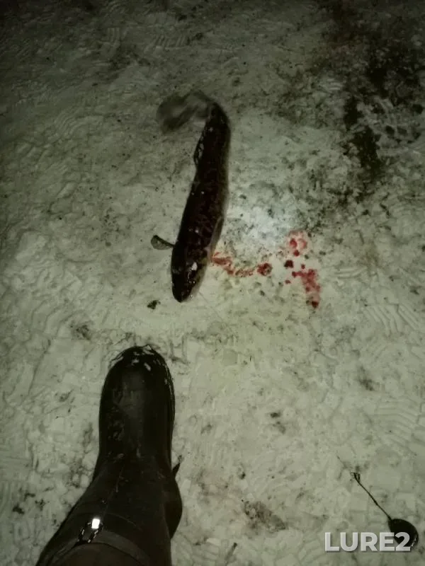 Burbot — Kama, Nov 03, 2019