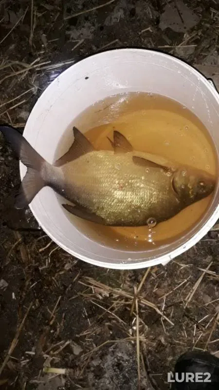 Bream, Burbot — Kamskoye, Nov 08, 2019