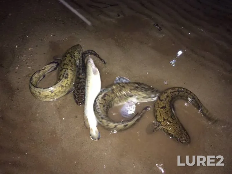 Burbot — Kama, Nov 07, 2019