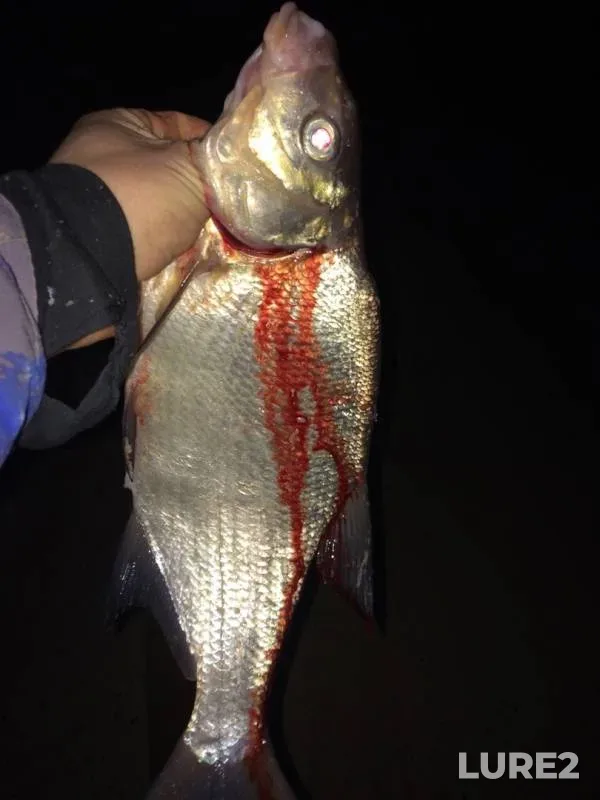 Bream — Kama, Nov 09, 2019