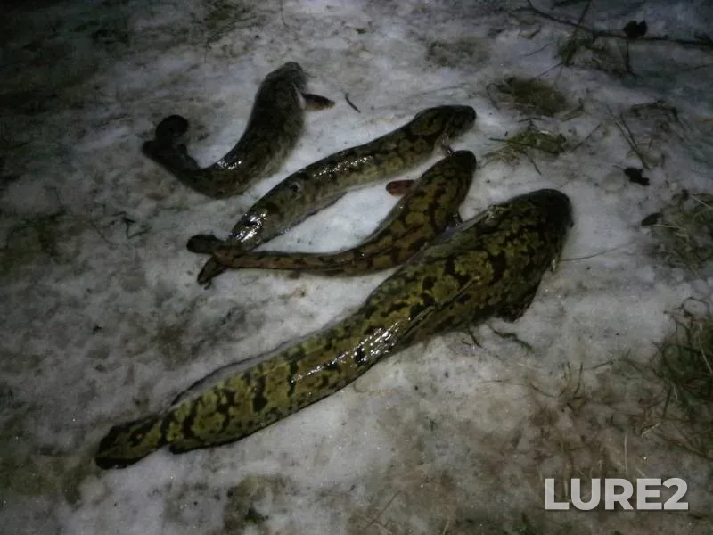 Burbot — Kama, Nov 05, 2019