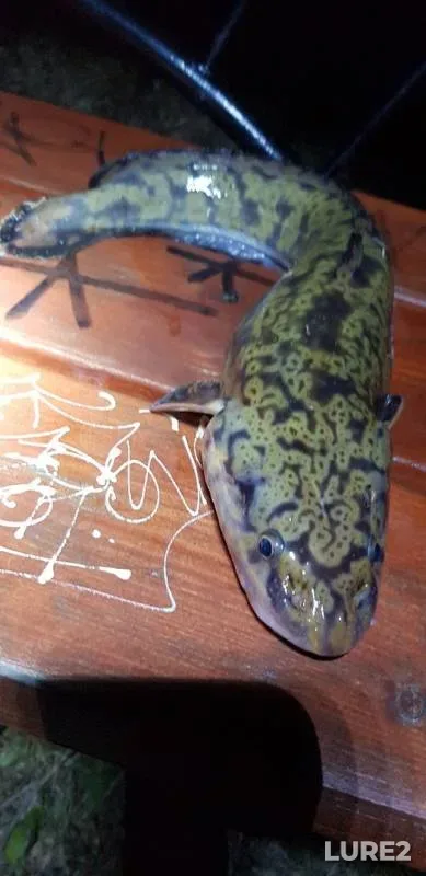 Burbot — Palta, Nov 10, 2019