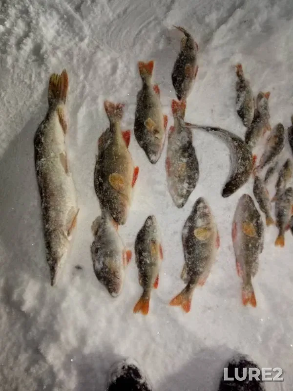 Perch, Pike — Irtysh, Feb 19, 2019