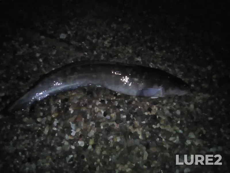 Burbot — Chukayevskoye, Nov 10, 2019