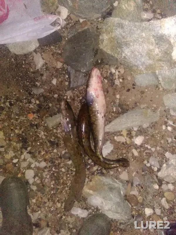 Burbot — Kama, Nov 10, 2019