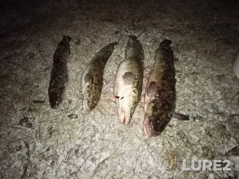 Burbot — Kama, Nov 12, 2019