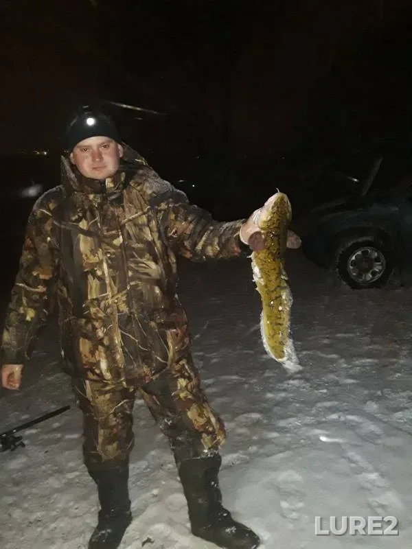 Burbot — Kama, Nov 13, 2019