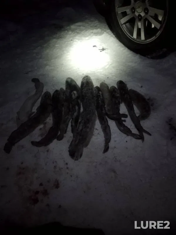 Burbot — Kama, Nov 15, 2019