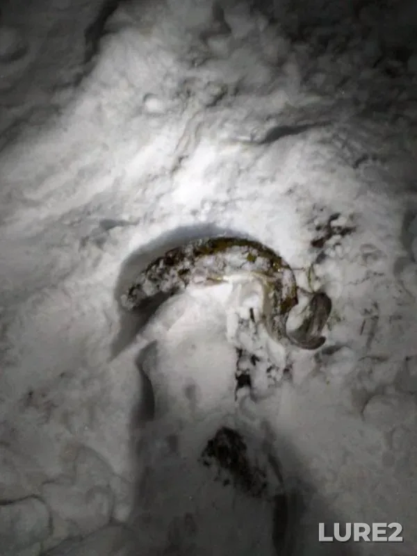Burbot — Lasva, Nov 16, 2019