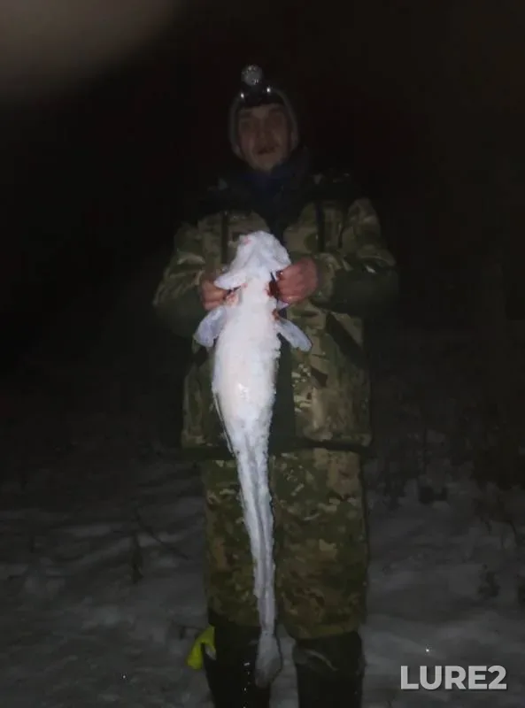 Burbot — Kama, Nov 17, 2019