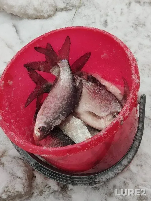 Bream — Gayva, Nov 18, 2019