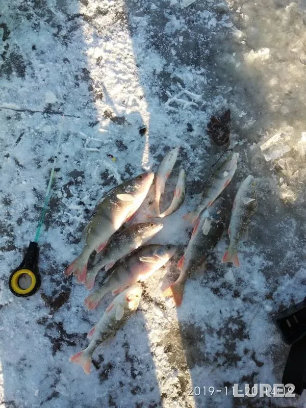 Perch, Zander — Gayva, Nov 20, 2019