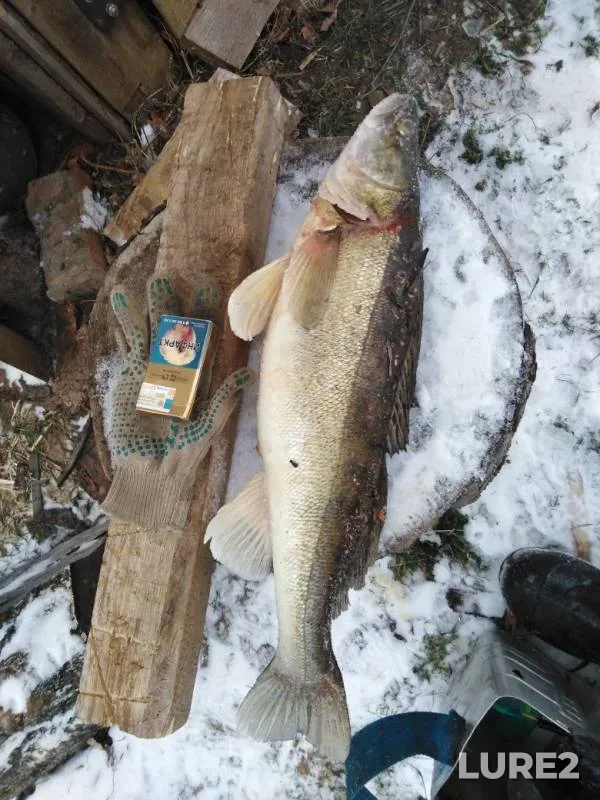 Zander — Votkinskoye, Nov 24, 2019