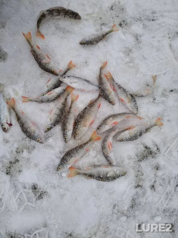 Perch — Chermoz, Nov 24, 2019