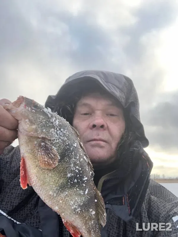Perch — Belaya, Nov 25, 2019