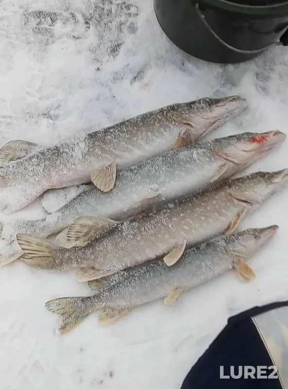 Pike — Yazva, Nov 28, 2019
