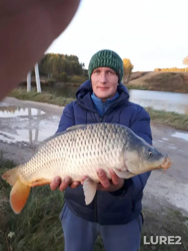Carp — Kaluzhskaya oblast, Kozelskiy rayon, May 09, 2019