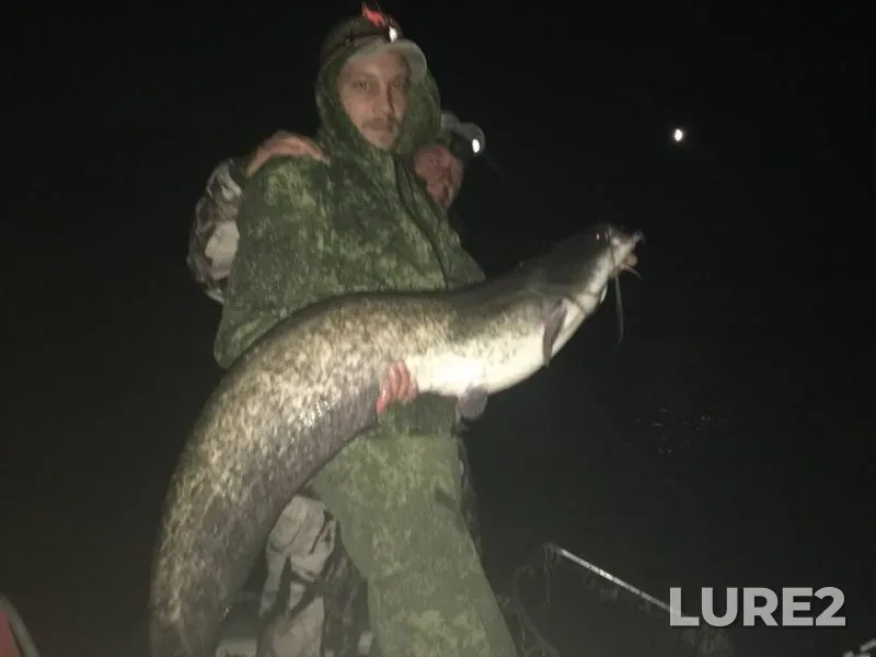 Wels catfish — Tereshka, Oct 15, 2018