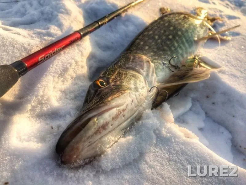 Carp, Crucian carp — Dnepr, Jan 23, 2019