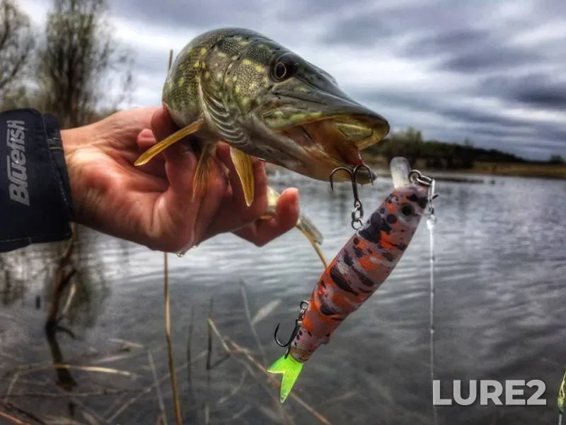 Pike — Chernіgіvska oblast, Apr 18, 2019