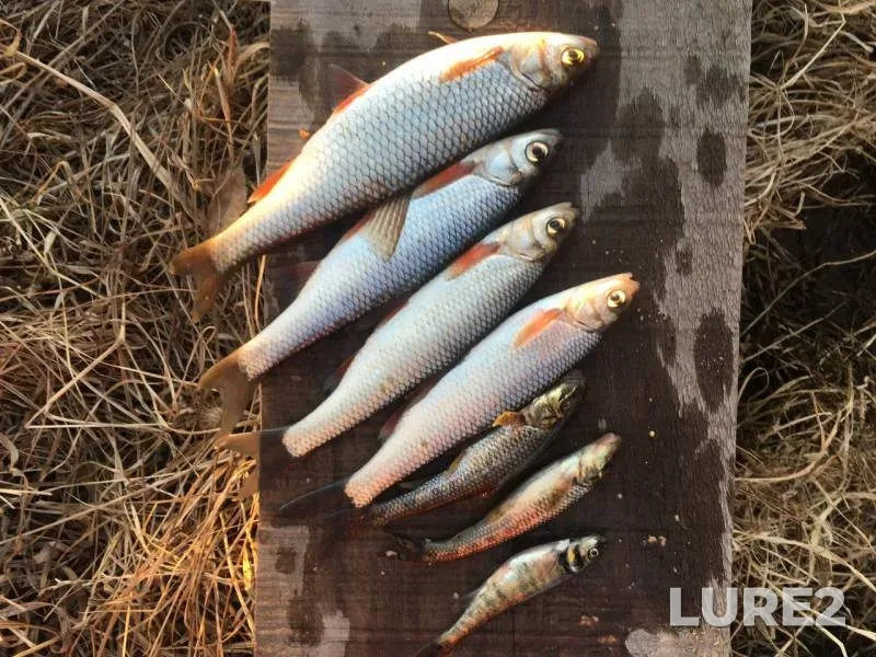 Chub — Kartagon, Apr 23, 2019