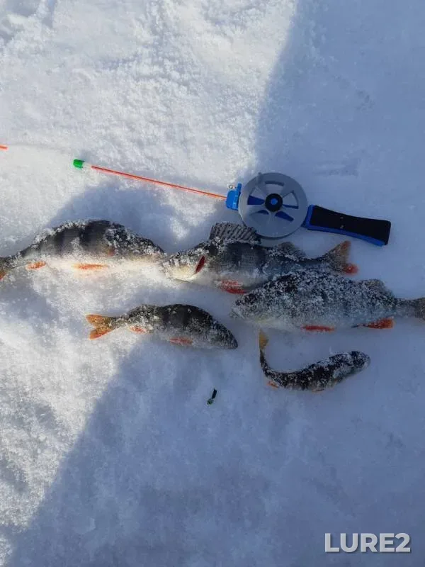 Perch — Kazanka, Apr 23, 2019