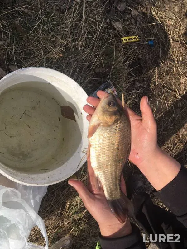 Crucian carp — Angara, Apr 29, 2019