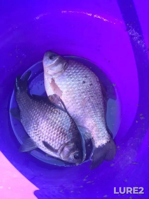 Crucian carp — Irkutskaya oblast, May 06, 2019