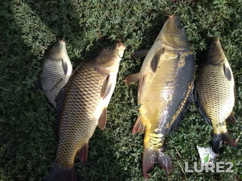 Carp — Tokay, Aug 04, 2019